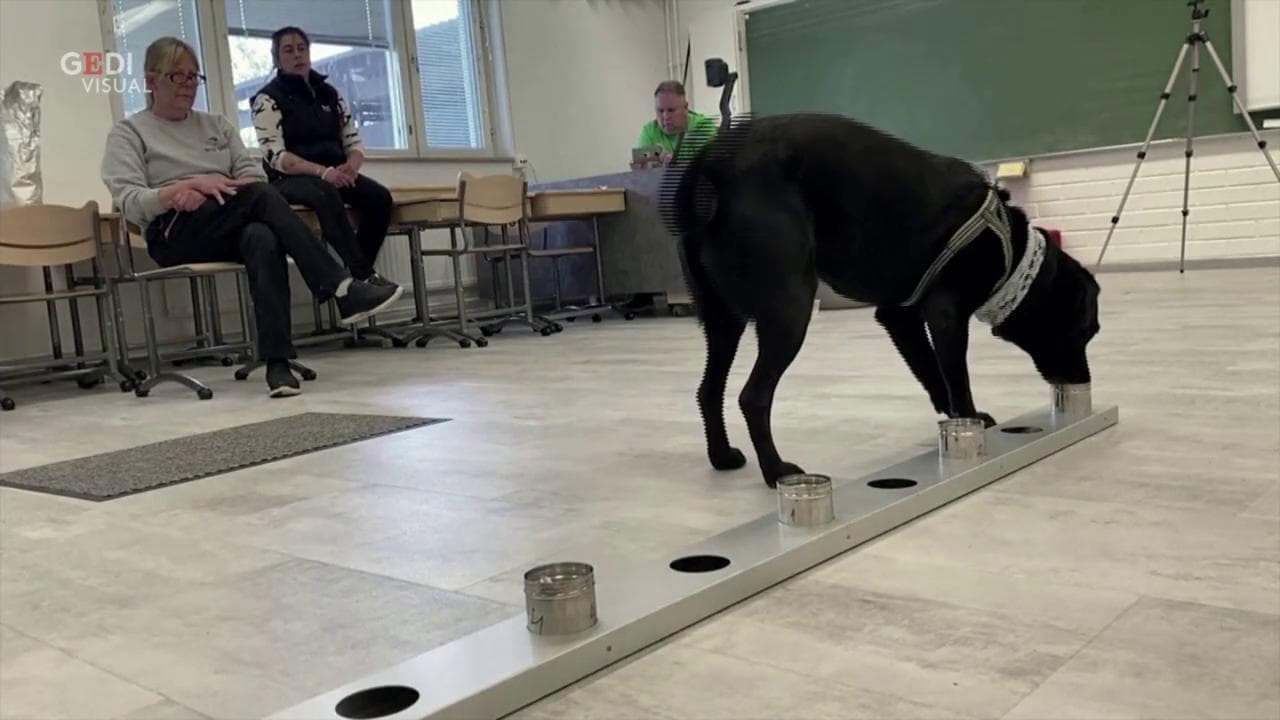 Helsinki, i cani annusano chi ha il coronavirus: "Precisi quasi al cento per cento"