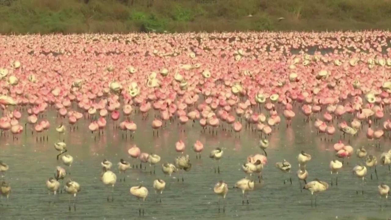 India, la rivincita dei fenicotteri rosa: invadono Mumbai deserta per il lockdown