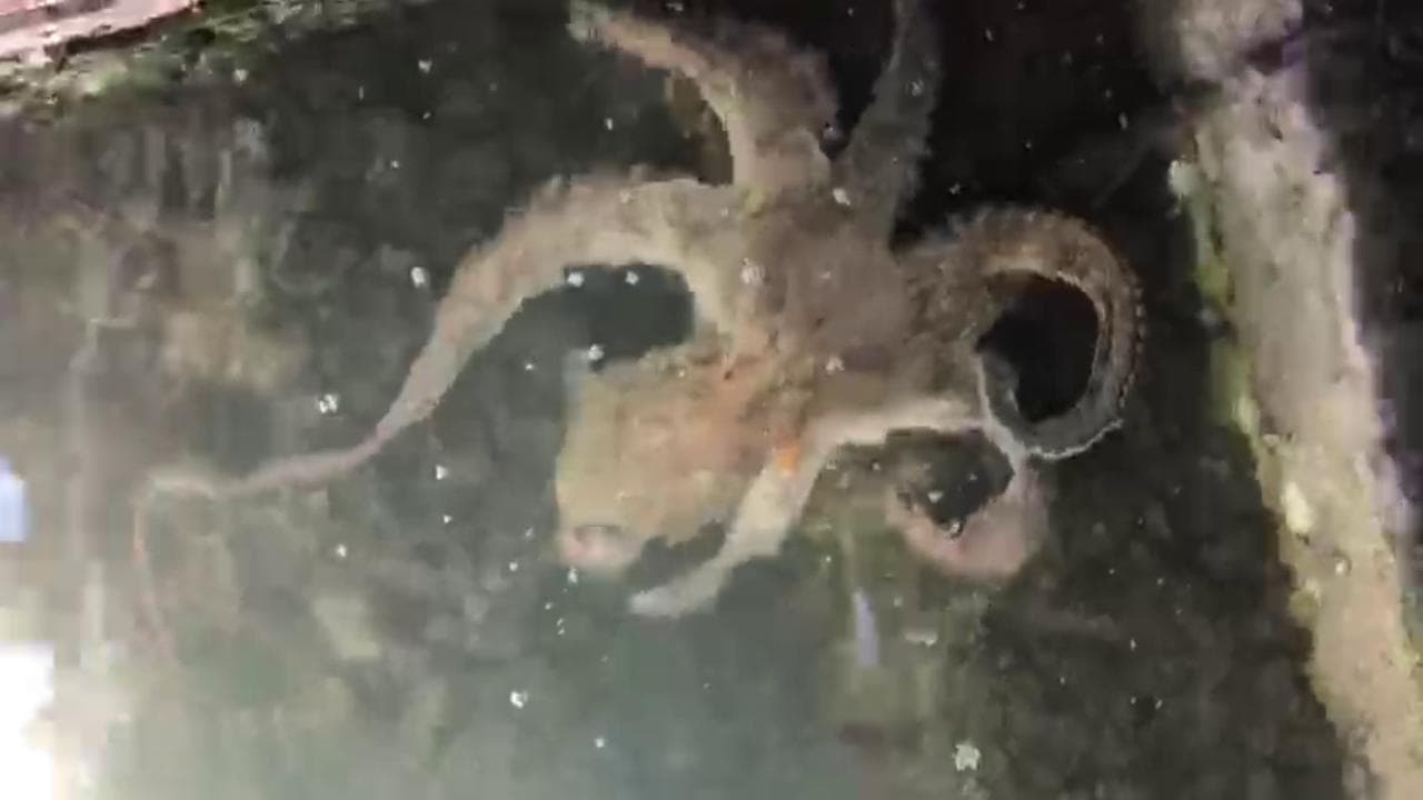 Coronavirus, dopo la medusa a Venezia avvistato un polpo: "Evento eccezionale"