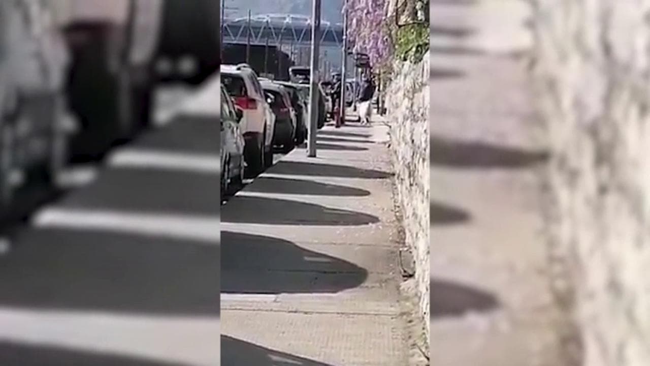 Coronavirus, passeggia per Palermo con una pecora al guinzaglio: multato dalla polizia