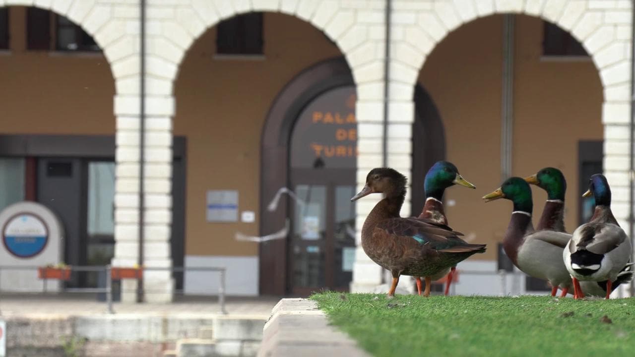Coronavirus, Desenzano del Garda a Pasquetta: solo anatre e gatti in strada