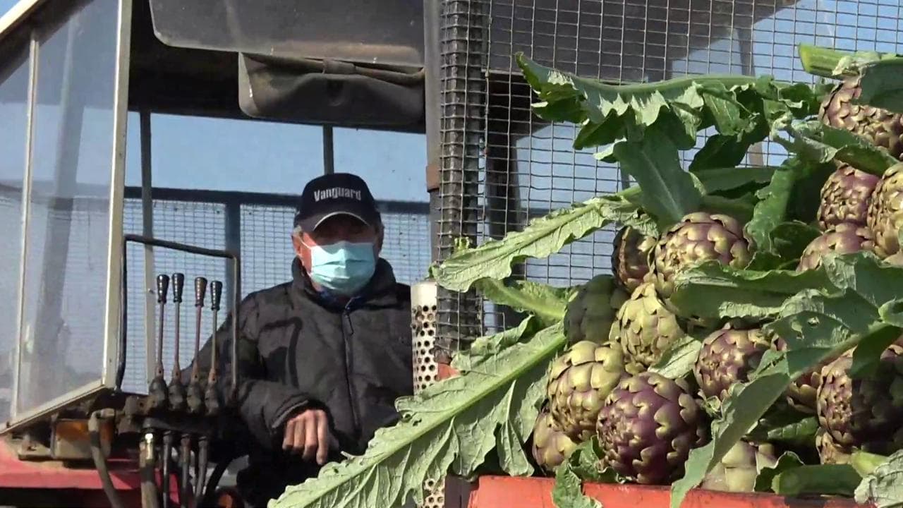 Coronavirus, l'allarme degli agricoltori: "Serve manodopera, rischiamo di buttare interi raccolti"