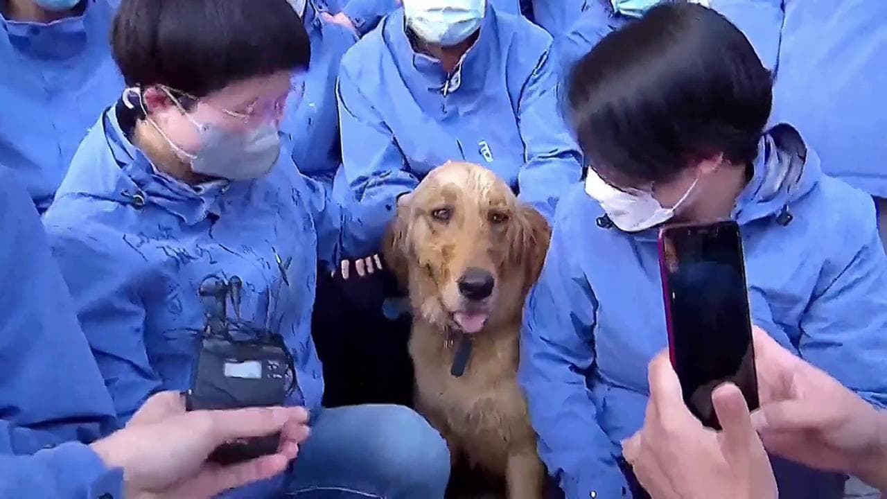 Coronavirus, i medici si prendono cura di un cane durante l'epidemia: l'addio è commovente