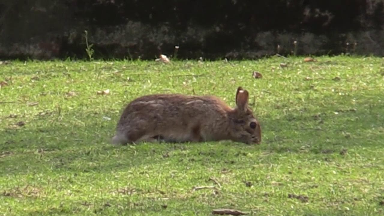 Coronavirus, nei giardini della Milano deserta ricompaiono le minilepri