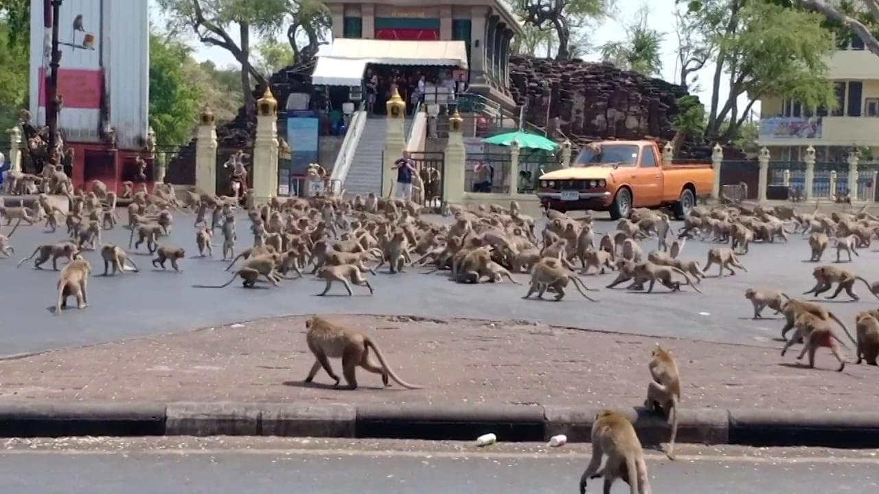 Coronavirus, centinaia di scimmie affamate per le strade della Thailandia: la lotta per il cibo