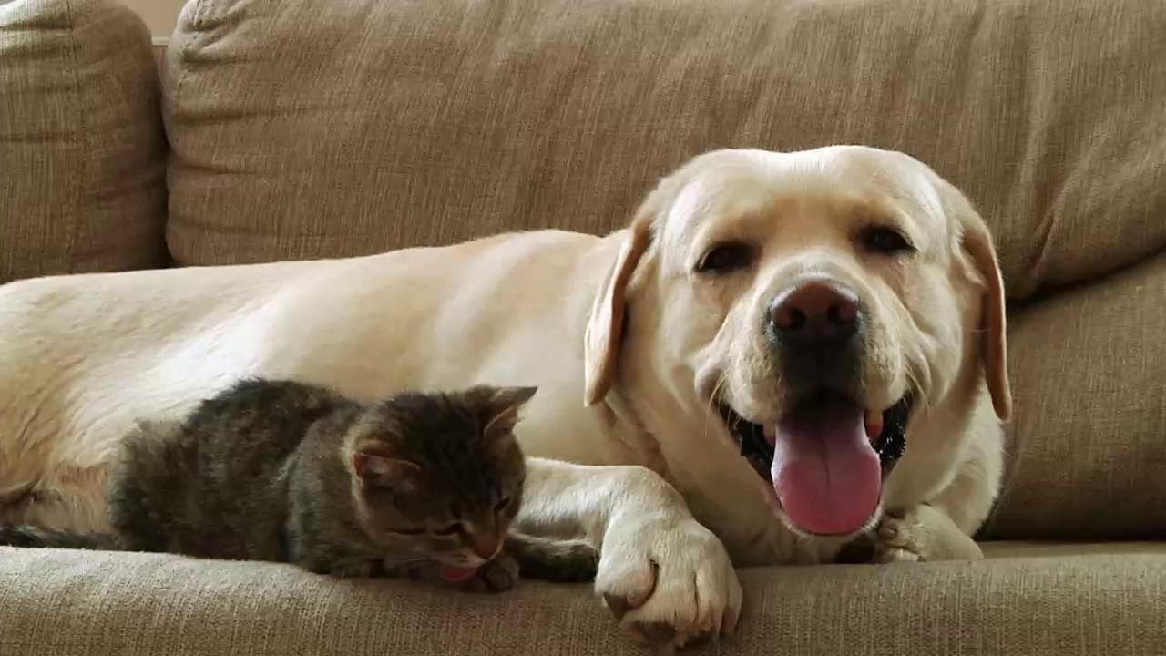 Coronavirus, le cinque linee guida per la pulizia di cani e gatti