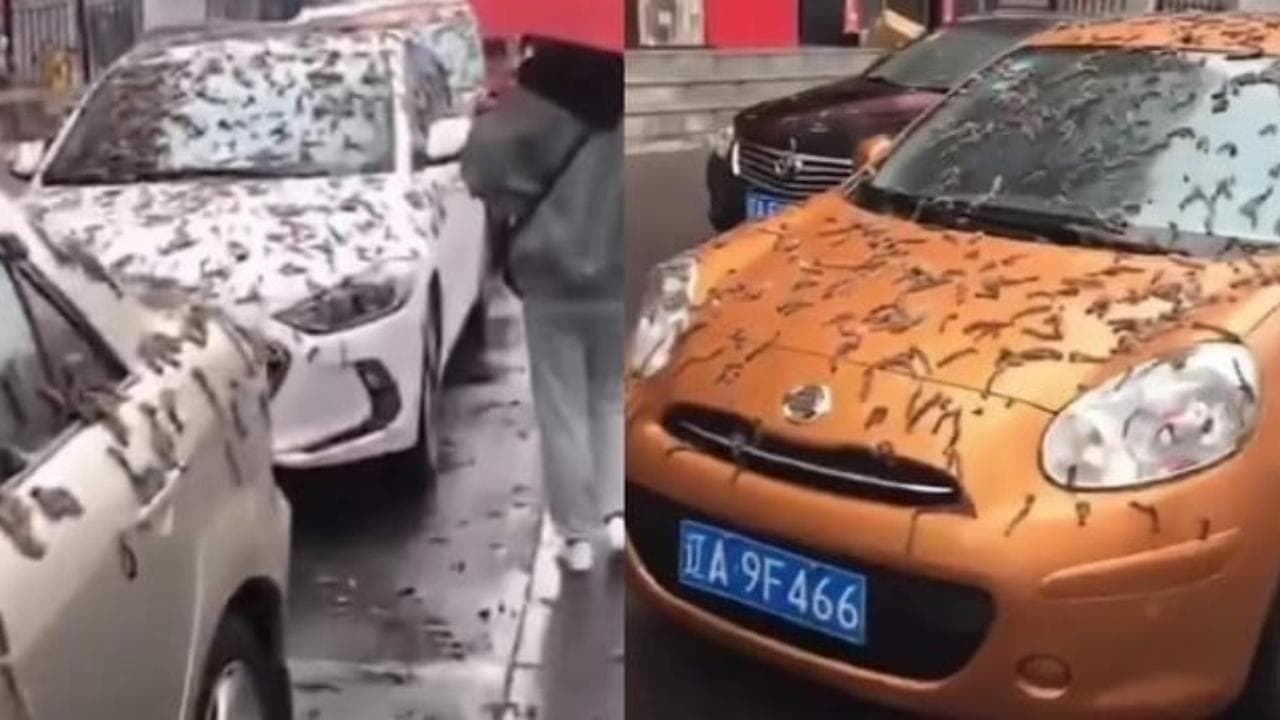 Auto ricoperte di "vermi" a Pechino: è psicosi tra Covid e superstizioni, ma la verità è banale
