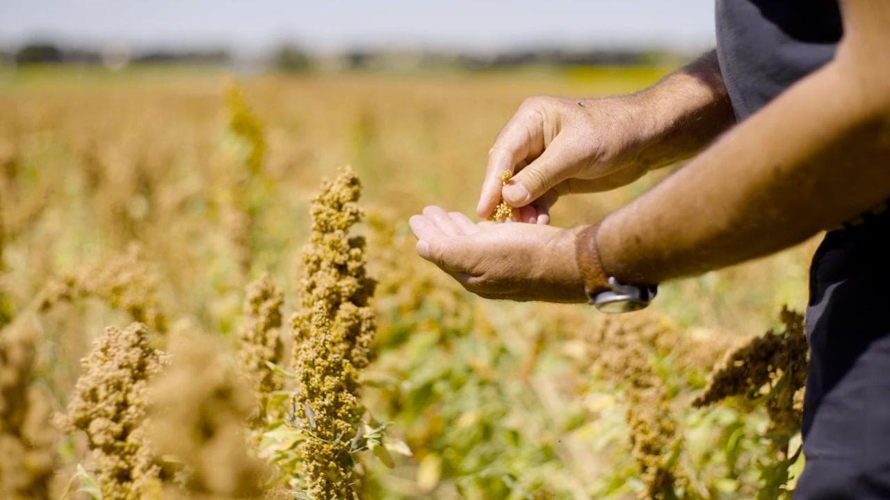 Siccità e nuove colture: in Italia si pianta la quinoa