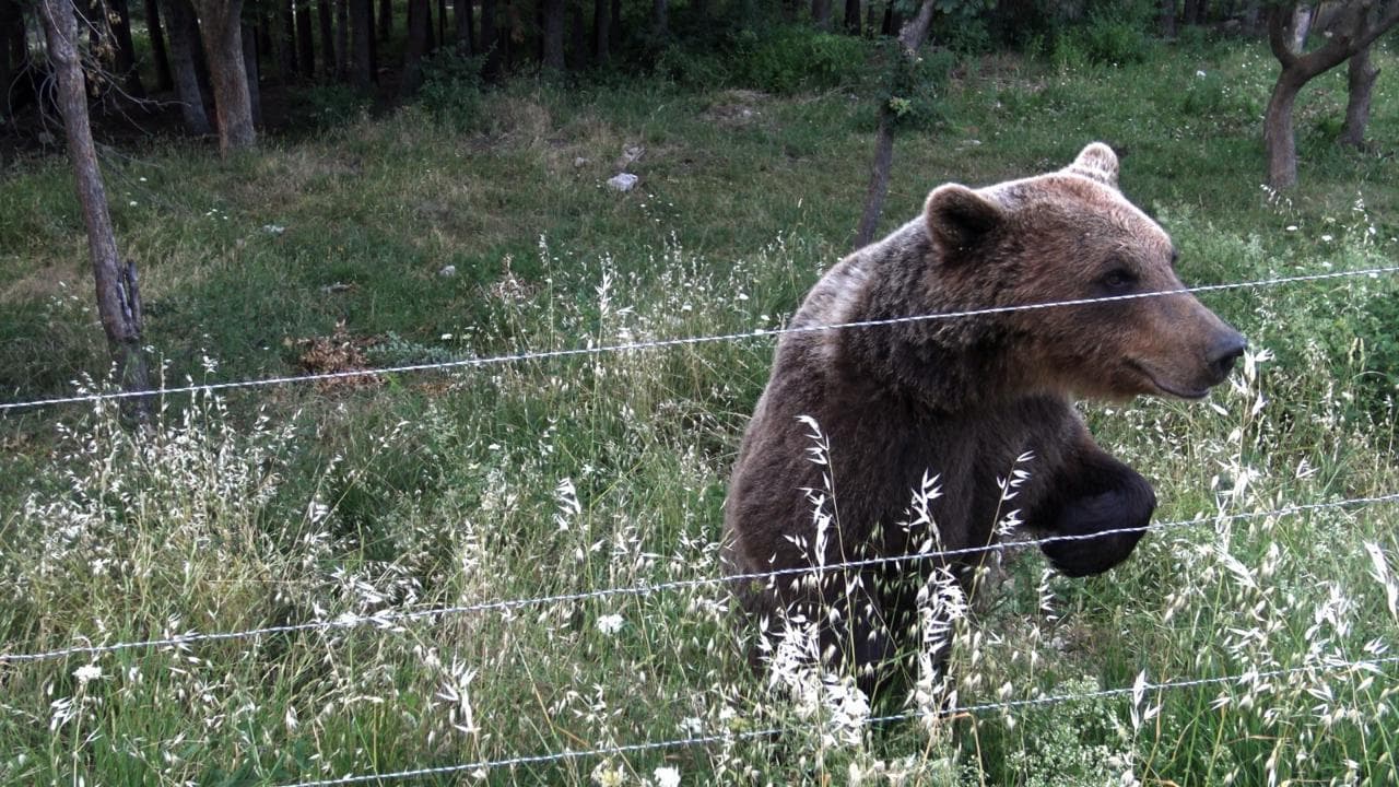 Il ritorno sulla Majella dell'orso gentile