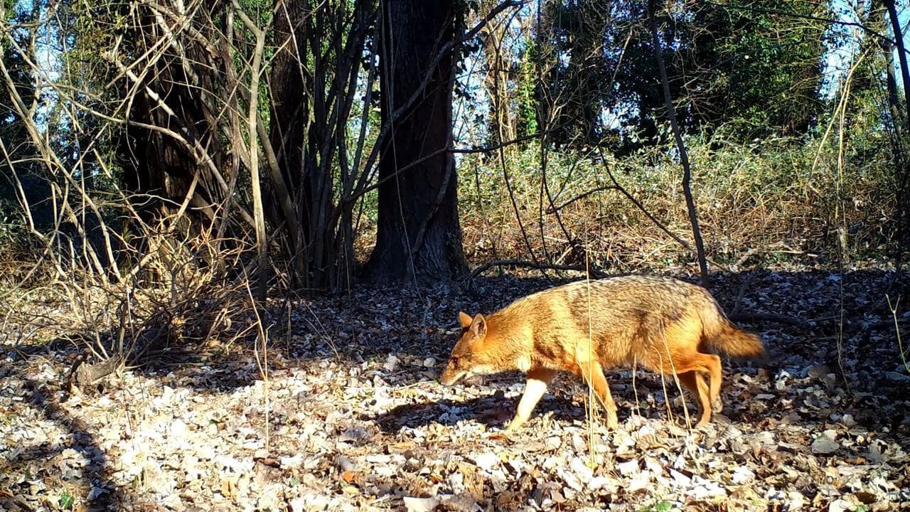 Così lo sciacallo dorato ha oltrepassato il Piave