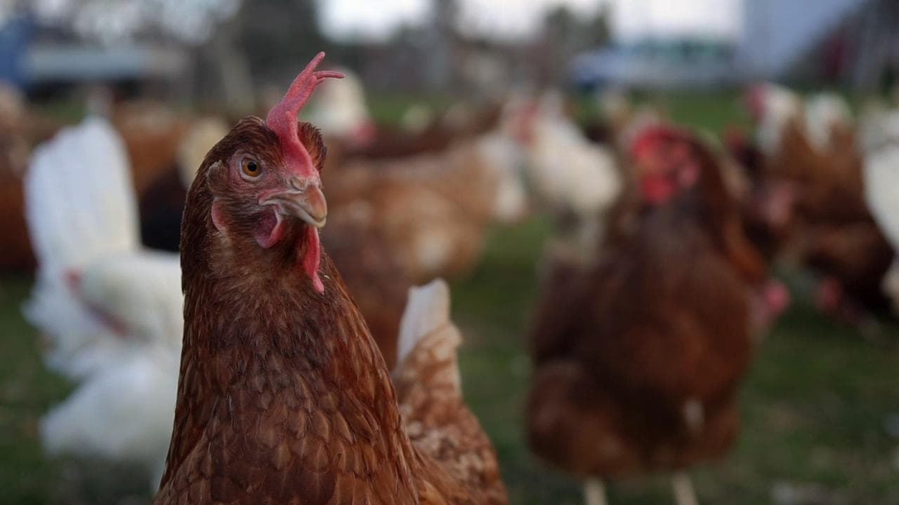 Le galline vecchie dalle uova d'oro