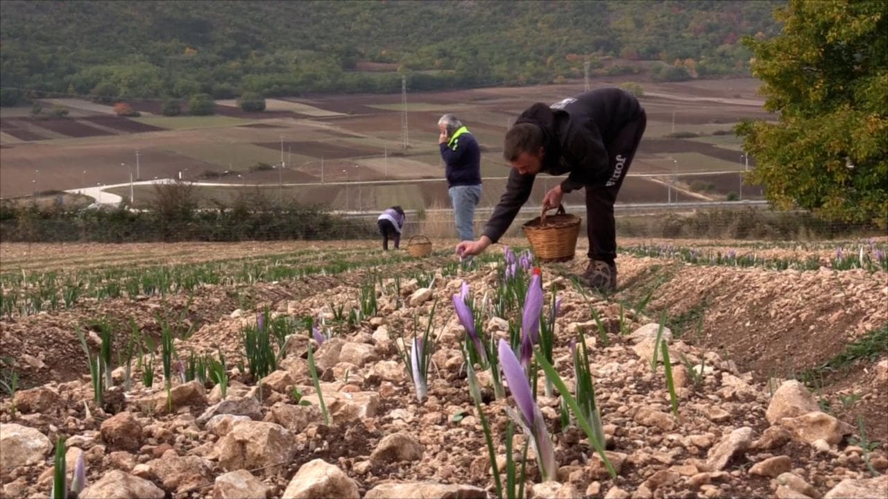 Petali che curano: il prezioso zafferano