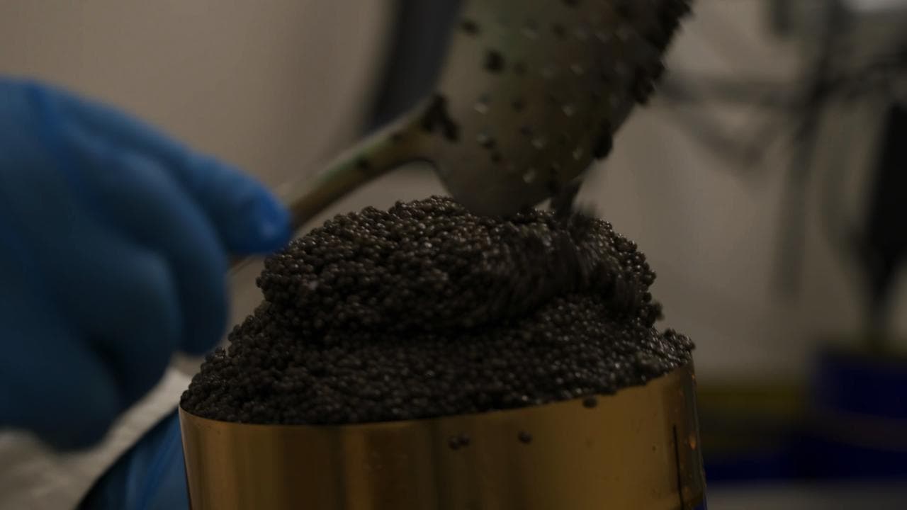 Il caviale del Mincio è l'oro nero d'Italia