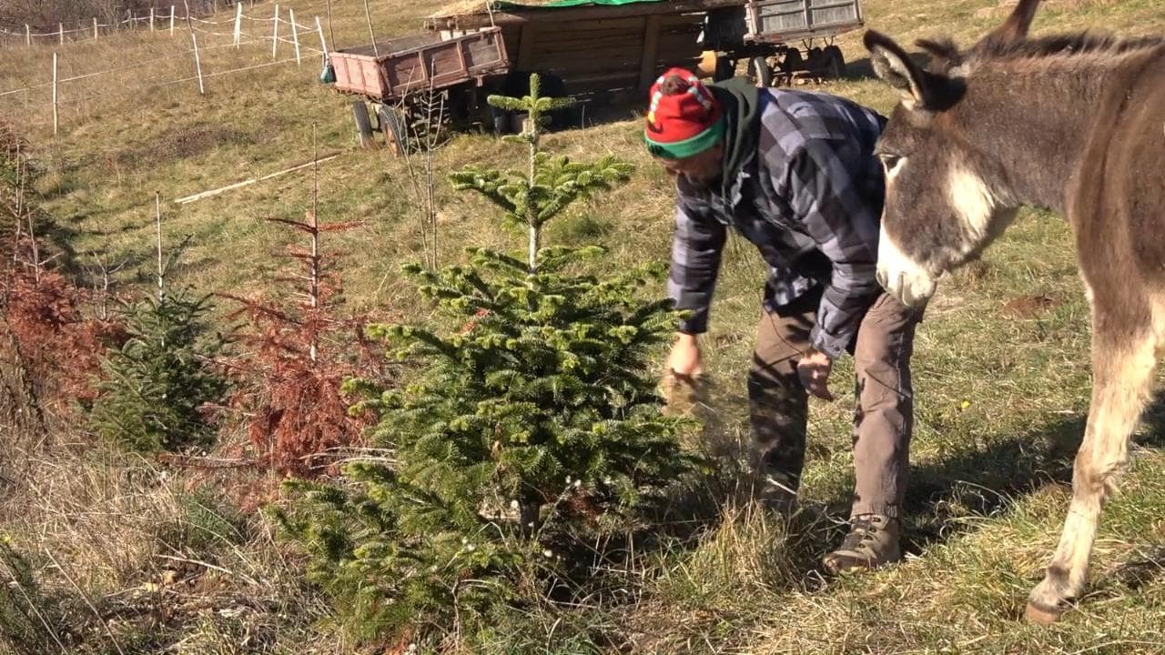 La fattoria che salva gli alberi di Natale