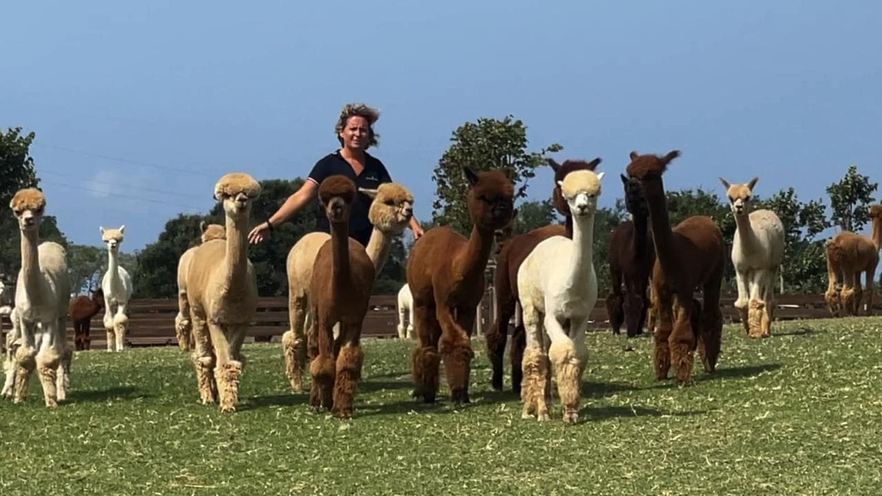 Dalle Ande a Tarquinia, la fattoria degli alpaca