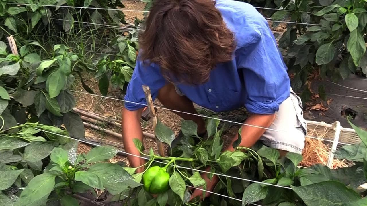 Gli ortaggi estinti che tornano a tavola