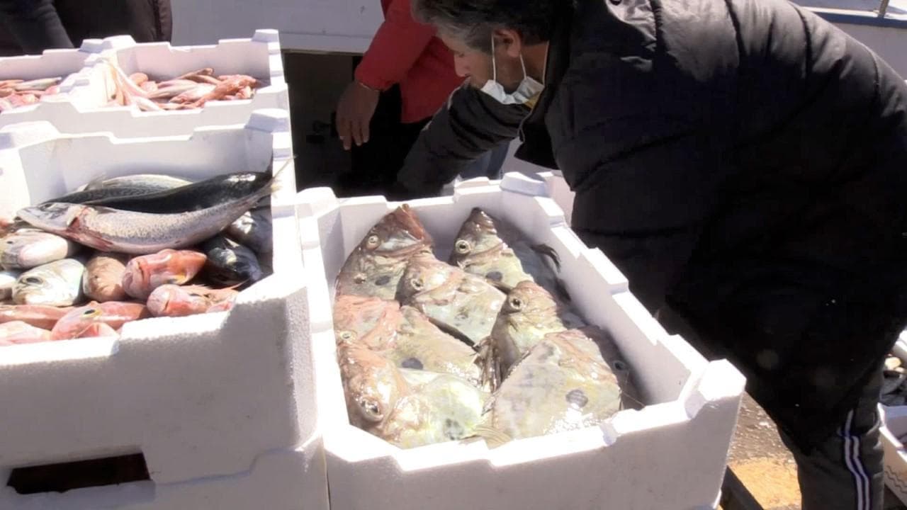 Il detective della natura e il mistero del sarago di gomma