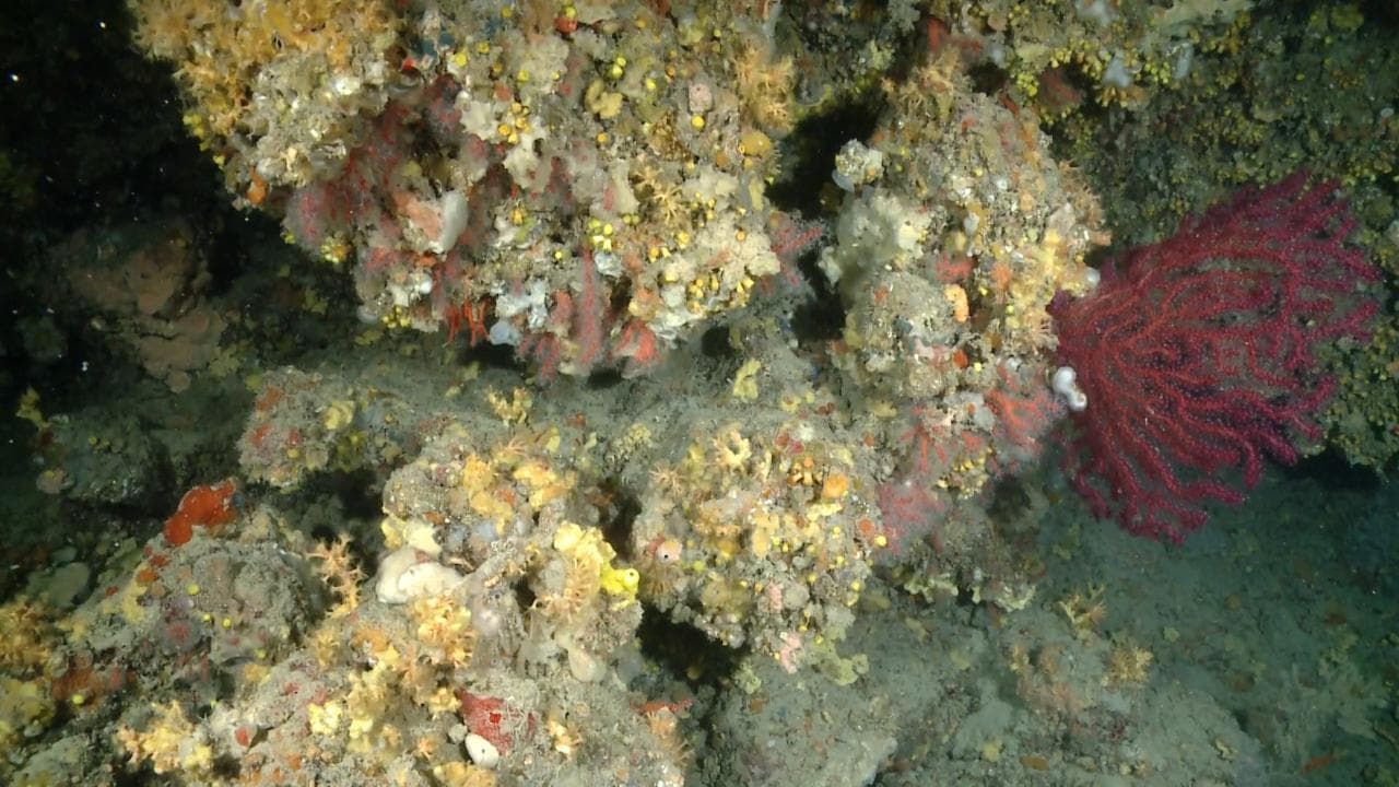 Così è nata in Puglia la scogliera corallina
