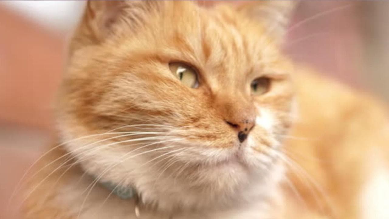 Festa del Gatto, perché solo in Italia si celebra il 17 febbraio
