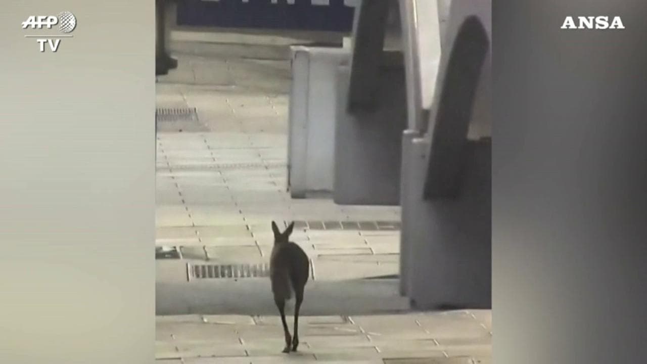 Coronavirus, in Australia canguro passeggia per le strade della città