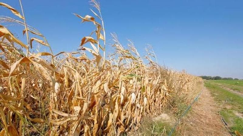 Sui campi del Sud 4 miliardi persi. Rincari per le imprese e tremano gli alberghi
