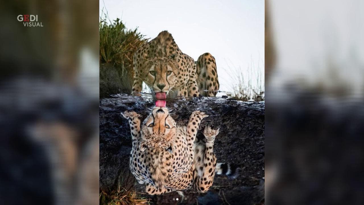OPTIMAL Molla Della Sospensione Anteriore Adatta Per Mazda 2 DY