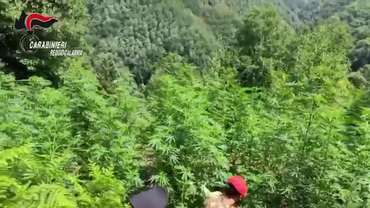 Coltivazione di marijuana scoperta e distrutta dai carabinieri: la piantagione da 2.700 piante viste dall'alto