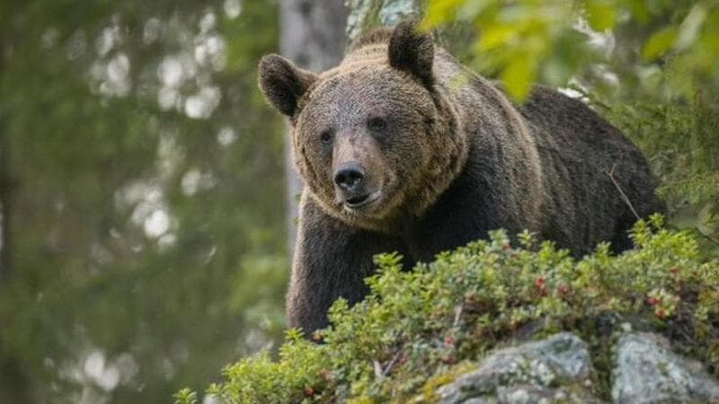 “Spray e campanelle, così qui in Canada abbiamo imparato a convivere con l’orso”