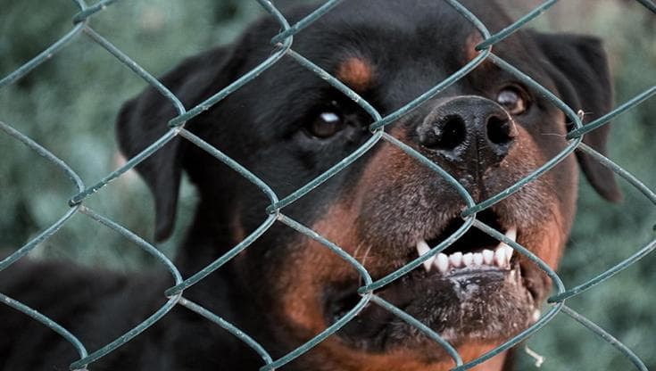 Bambino di 5 anni aggredito da rottweiler: ricoverato in gravi condizioni. La procura apre un fascicolo