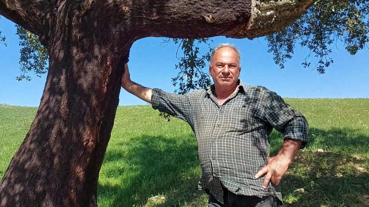 Ortueri, ecco perché qui il sughero è particolarmente pregiato