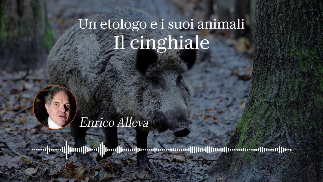 L'etologo Enrico Alleva: "Il cinghiale è diventato una specie infestante e crea curiosità e timore"