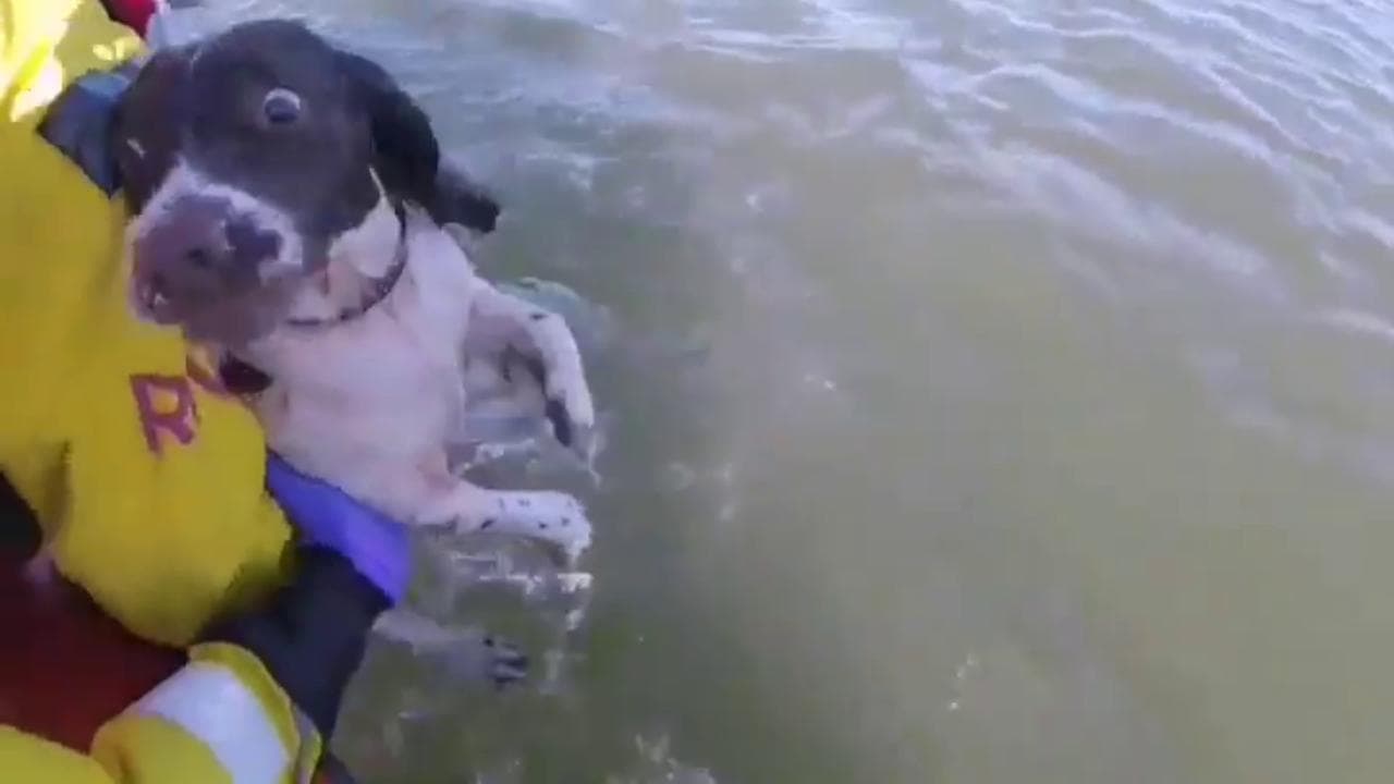 Finisce in mare per inseguire i gabbiani: il salvataggio del cane a un km dalla costa