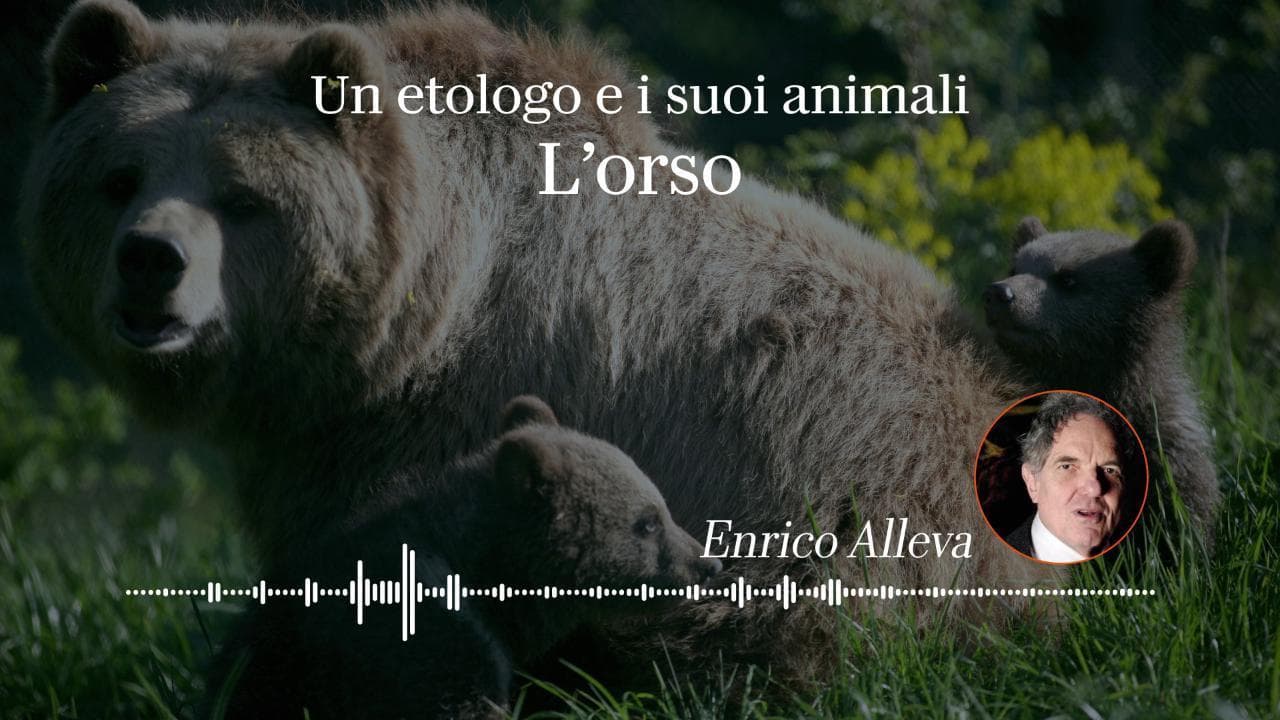 L'etologo Enrico Alleva: "L'orso parla con i movimenti, mai avvicinarlo nel periodo dell'amore"
