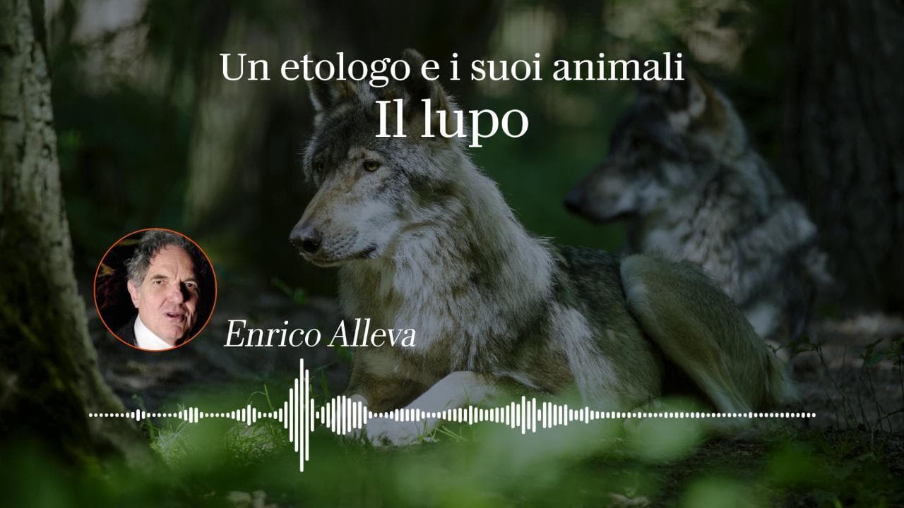 L'etologo Enrico Alleva: "Il lupo, specie da fiaba capace di percorrere tutta l'autostrada appenninica"