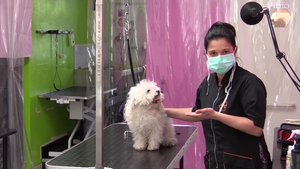 Ripartenze, a Bologna riaprono i negozi di toilettatura per cani: "Sbagliato chiuderli, bisognava tutelare benessere degli animali"