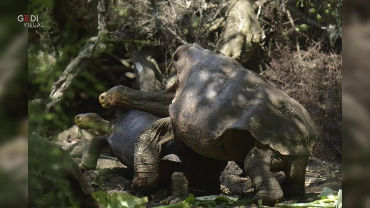 Galapagos, Diego torna a casa: la tartaruga centenaria ha salvato la sua specie