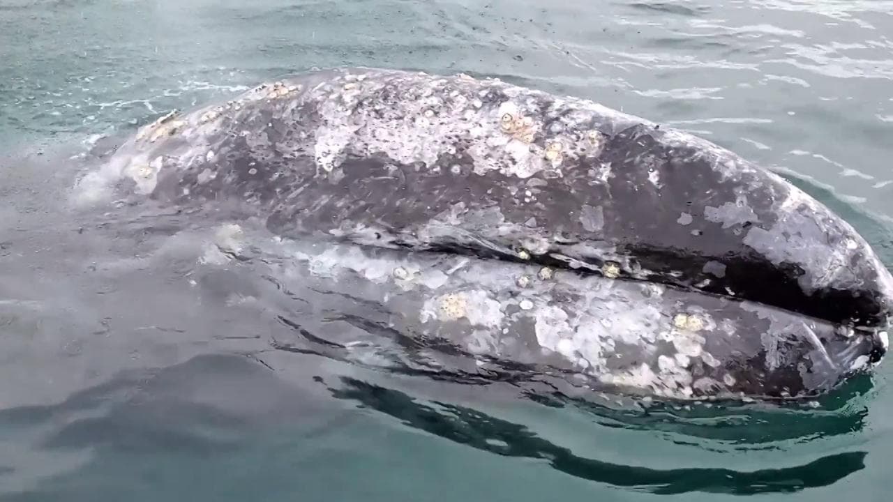 California, l'incontro ravvicinato con la balena: "esce" dall'acqua per guardare i turisti