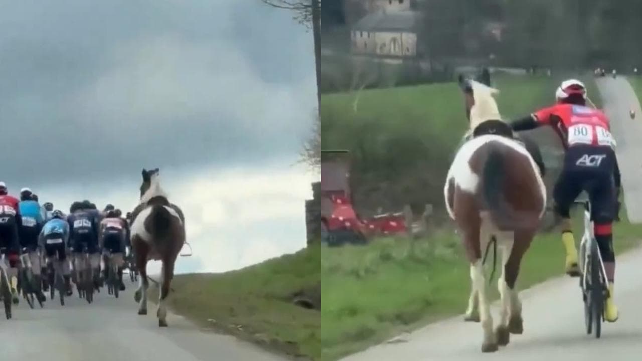 Il cavallo insegue il gruppo. Lo ammansisce il ciclista che da ragazzo praticava equitazione