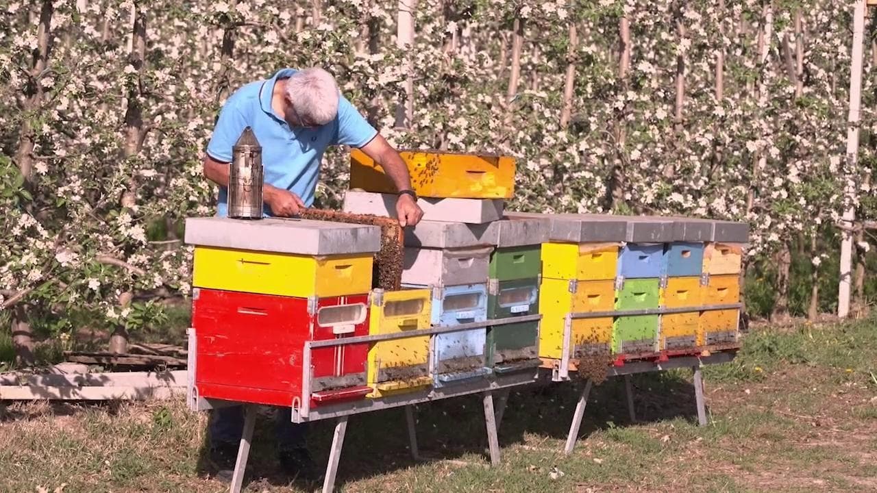 Dalle api il segreto delle mele: così in Trentino gli apicoltori aiutano l'agricoltura