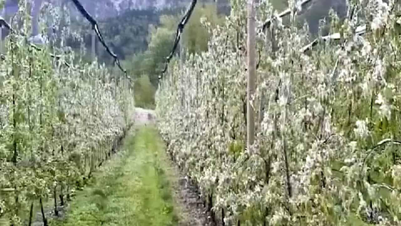 Trentino, "Aprilgennaio" fa crollare le temperature: l'ondata di gelo sui meleti in fiore