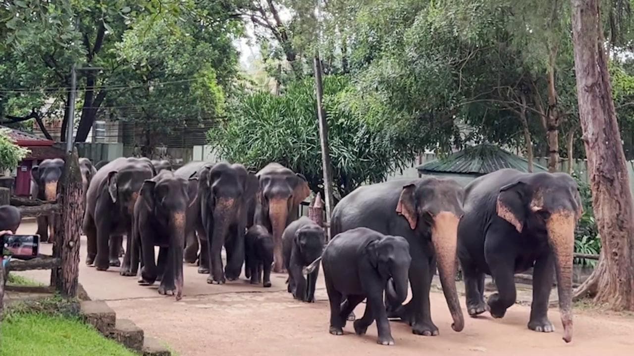 Sri Lanka - Viaggio nel primo orfanotrofio degli elefanti dove la "poo" diventa carta
