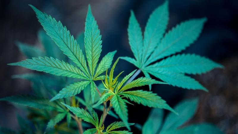 La cannabis light è fuori legge, passa l’emendamento del governo. A rischio 11.000 posti di lavoro