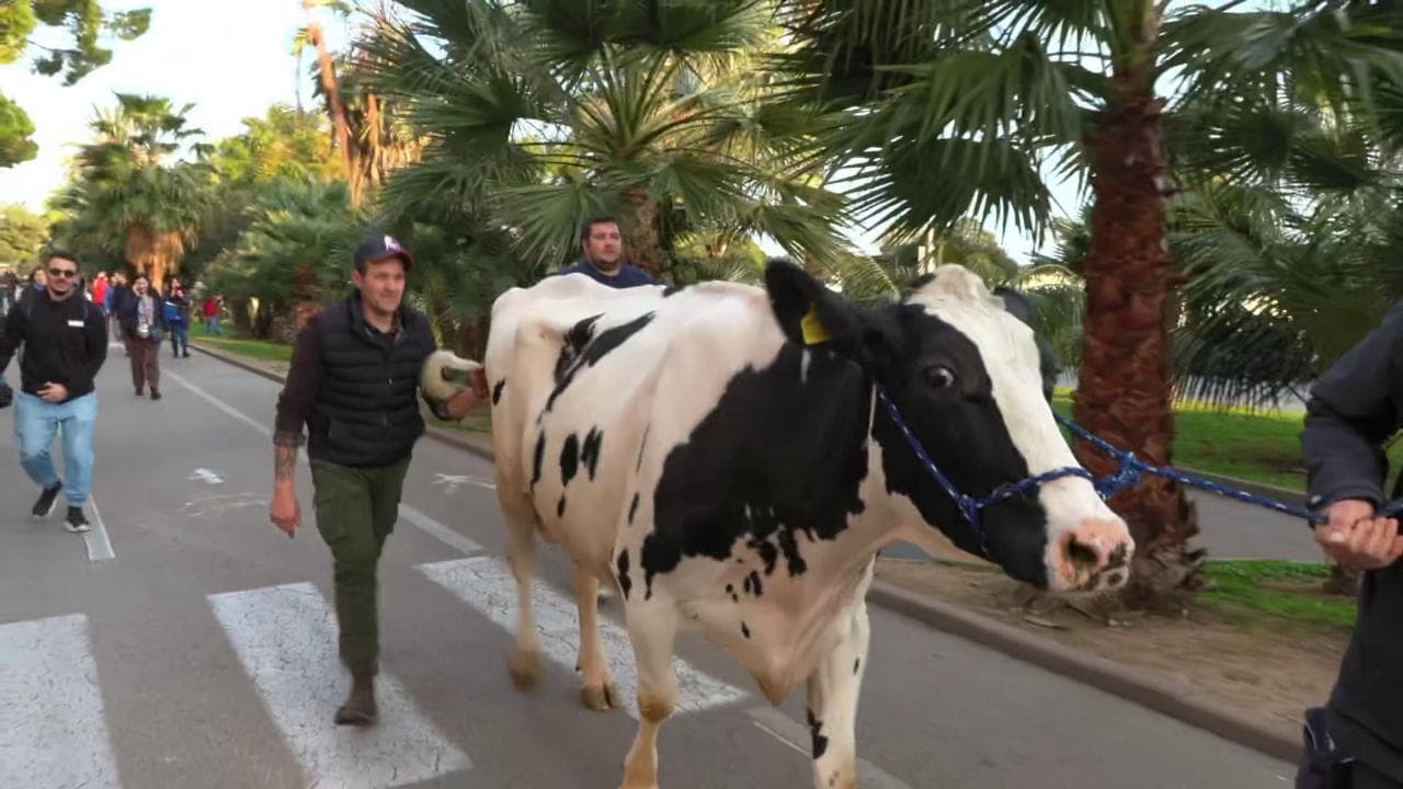 Sanremo, gli agricoltori cercano di raggiungere il teatro Ariston con una mucca