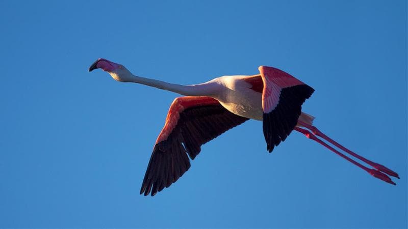 Fenicottero in volo