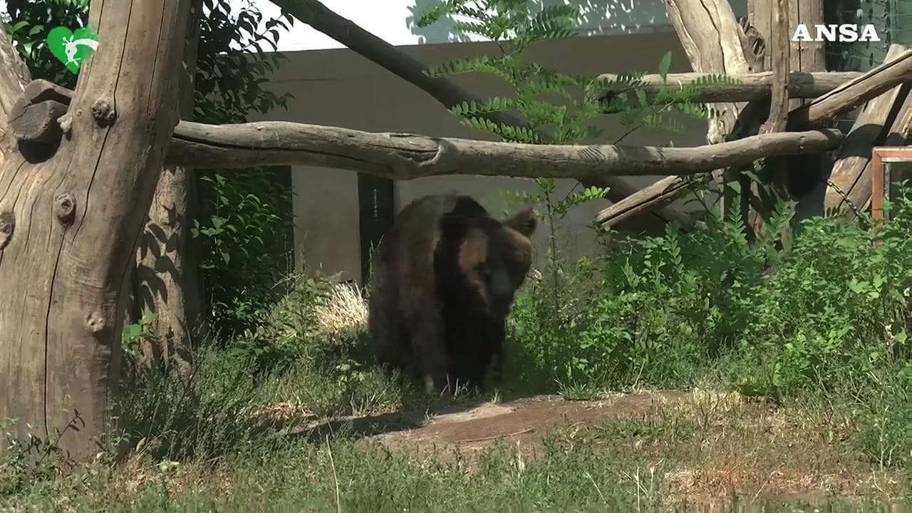 La nuova vita dell'orsetto Kuma, da Roma alla Germania verso la semiliberta'