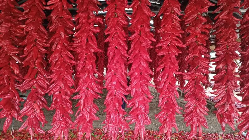 I peperoni di Senise