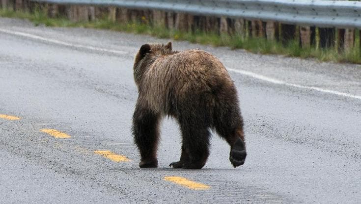 Orso investito da un auto in Abruzzo, trovato morto dopo alcune ore dall’impatto