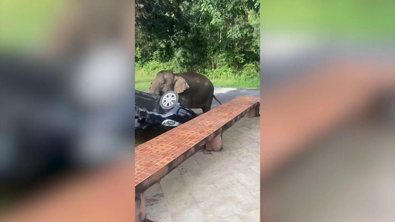 Thailandia, il cibo dei turisti attira un elefante: il pachiderma si avvicina ad un'auto e la ribalta