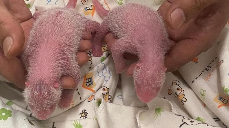 Hong Kong, il parto prodigioso dei gemelli di Ying-Ying: è la panda più anziana al mondo a diventare madre