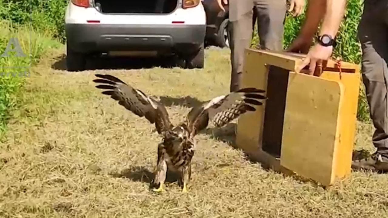 Trentino, poiana ferita dai cavi dell'alta tensione torna a volare